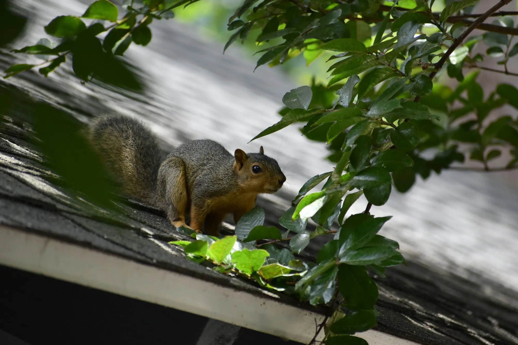Squirrel sitting in a gutter beside green leaves